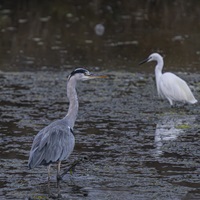 Vögel Bretagne