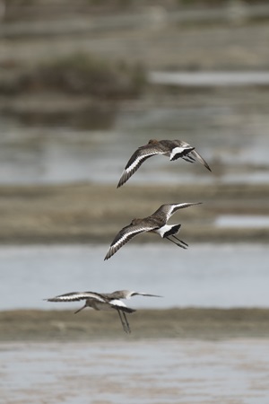 Vögel Bretagne